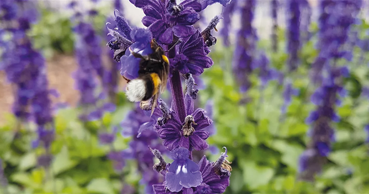 38+ Insektenfreundliche Stauden Mehrjährig Nabu, Gartens wilde ecken