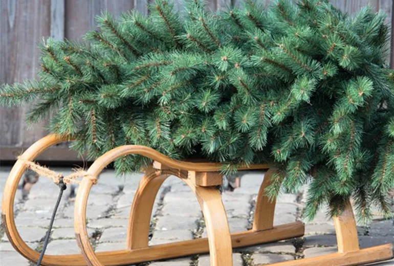 Oh Tannenbaum Finde den Richtigen Kutter Gartencenter