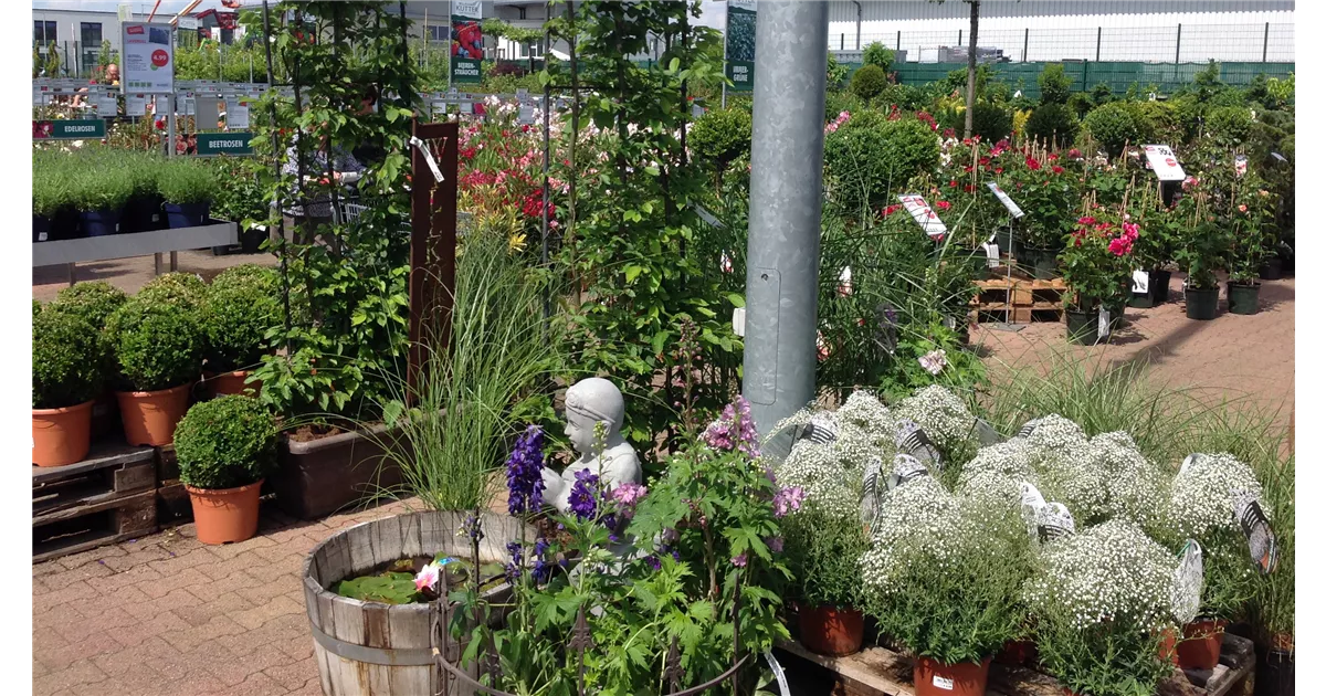 Pflanzen-kölle Gartencenter Gmbh & Co. Kg Wiesbaden Gartenpflanzen - Kutter Gartencenter