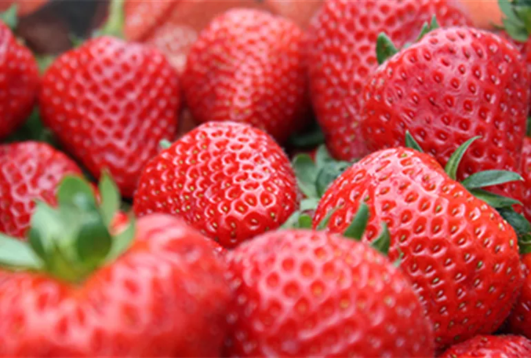 erdbeeren küche zutat druck, obst küche dekor,... Jetzt Erdbeeren pflanzen - Kutter Gartencenter