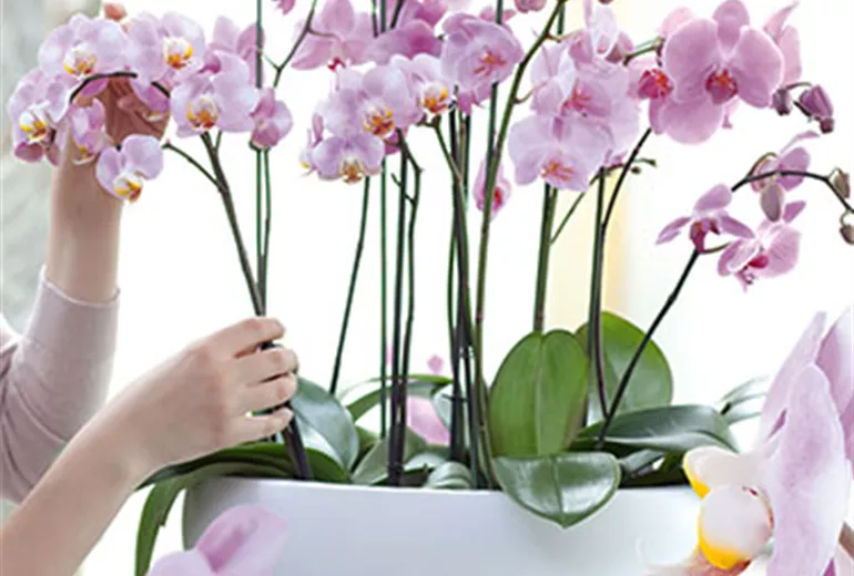 Orchideenblüte Kutter Gartencenter