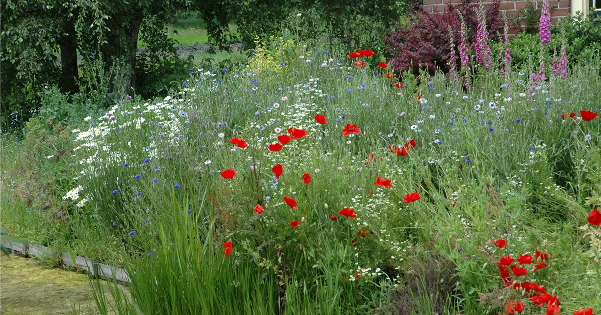 Allgemeine Gartenarbeit im Juni Kutter Gartencenter