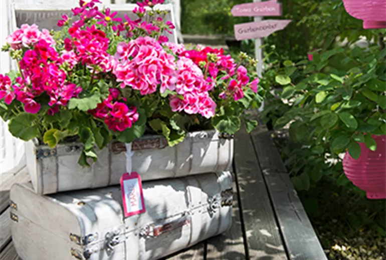Balkonkästen bepflanzen Kutter Gartencenter