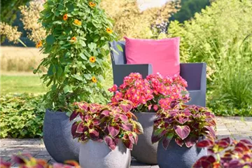 Sommerschönheiten für Balkon und Garten
