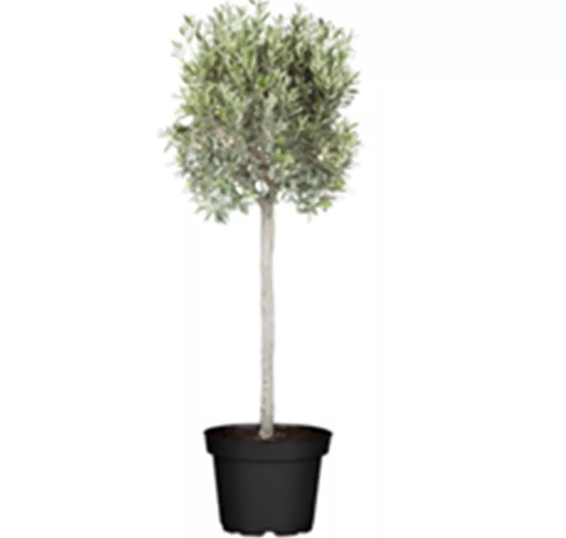 Oliven-Stämmchen - 19,99 €