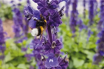 Insektenfreundliche Stauden und Pflanzen