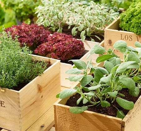 Sommerzeit ist Kräuterzeit