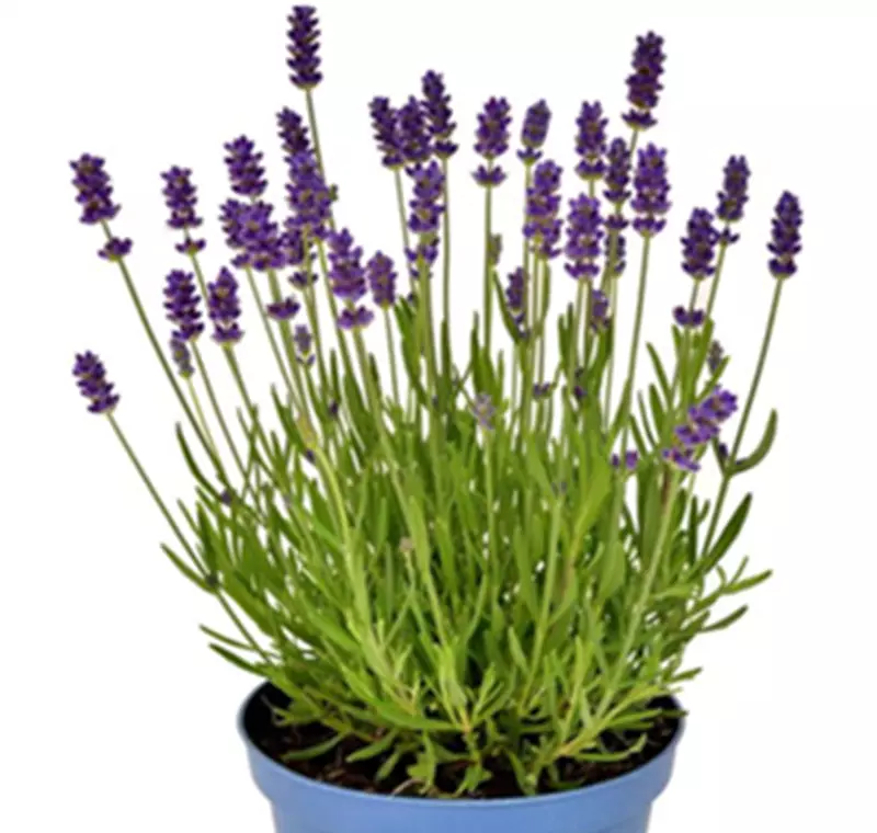 Lavendel - 2,99 €
