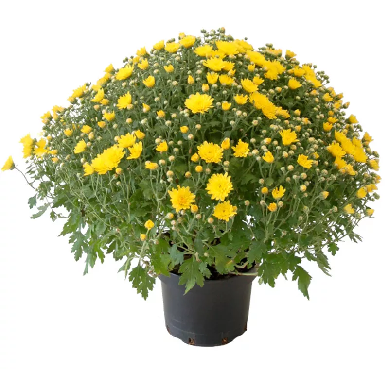 Chrysanthemenbusch XXL - 8,99 €
