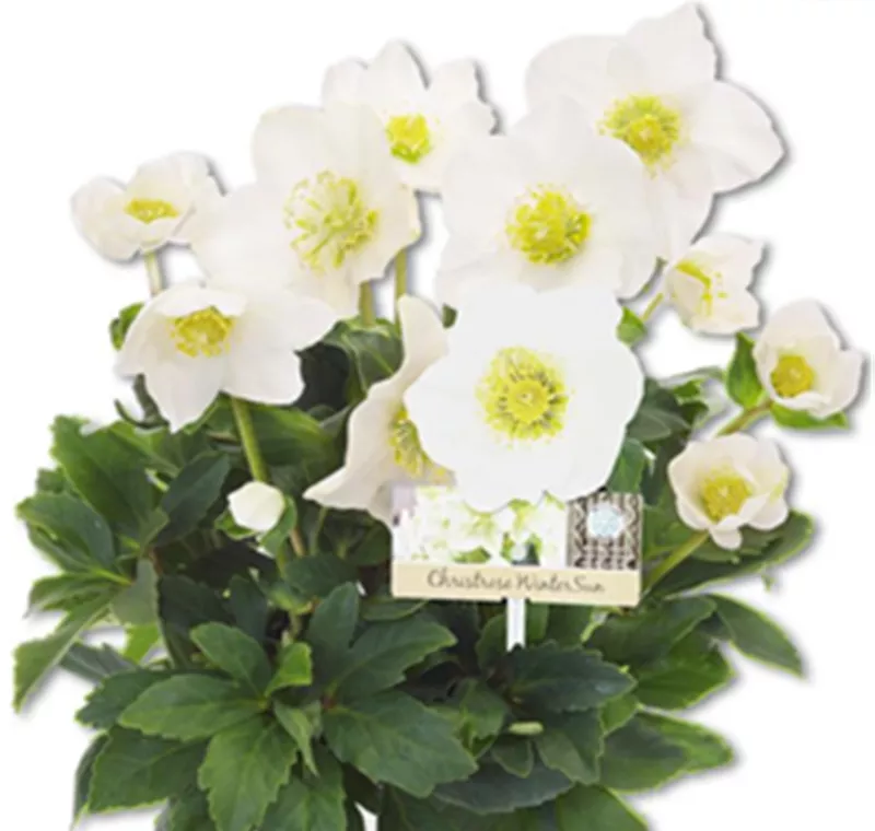 Christrose - 7,99 €