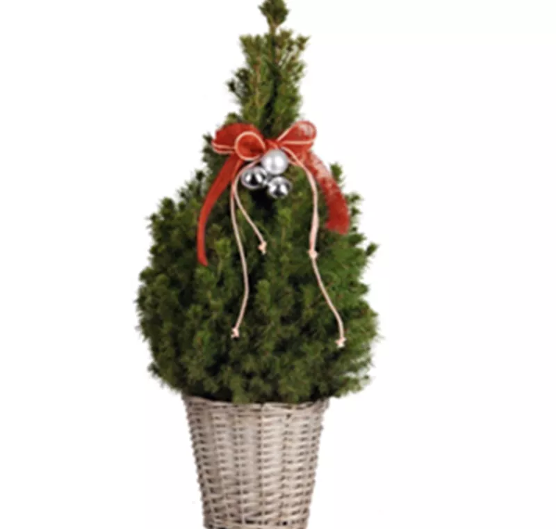 Dekorierte Zuckerhutfichte - 19,99 €