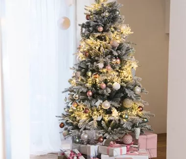 Oh Tannenbaum: Finde den Richtigen