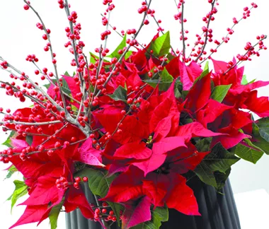 Tolle Sträuße und Pflanzideen zum Fest