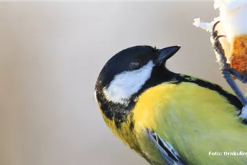 Wir fliegen auf Ganzjahresfütterung!
