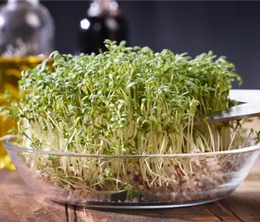 Vitaminbomben auf Brot