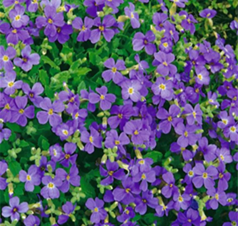 Steingarten-Stauden - 2,99 €