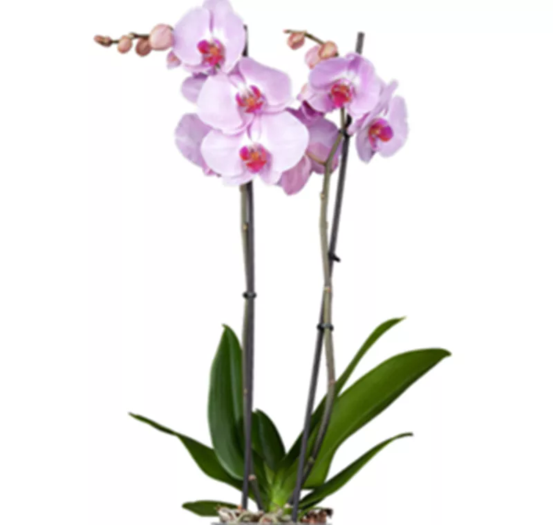 Schmetterlingsorchidee - 9,99 €