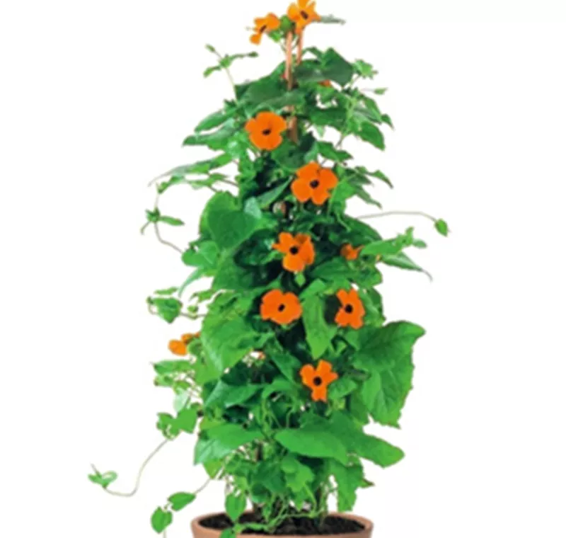 Schwarzäugige Susanne - 14,99 €