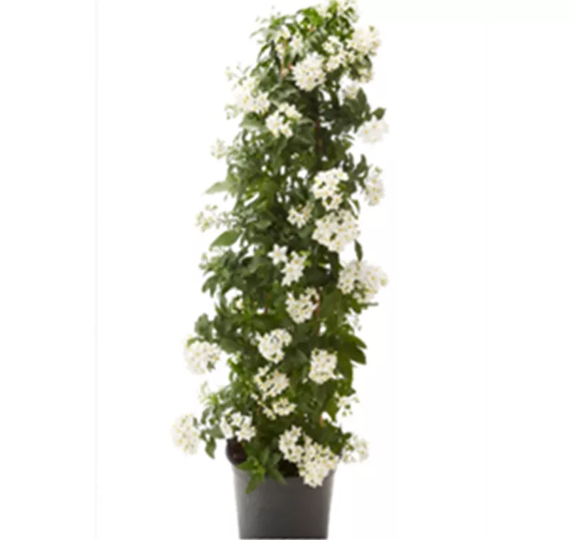 Sommerjasmin-Pyramide - 16,99 €