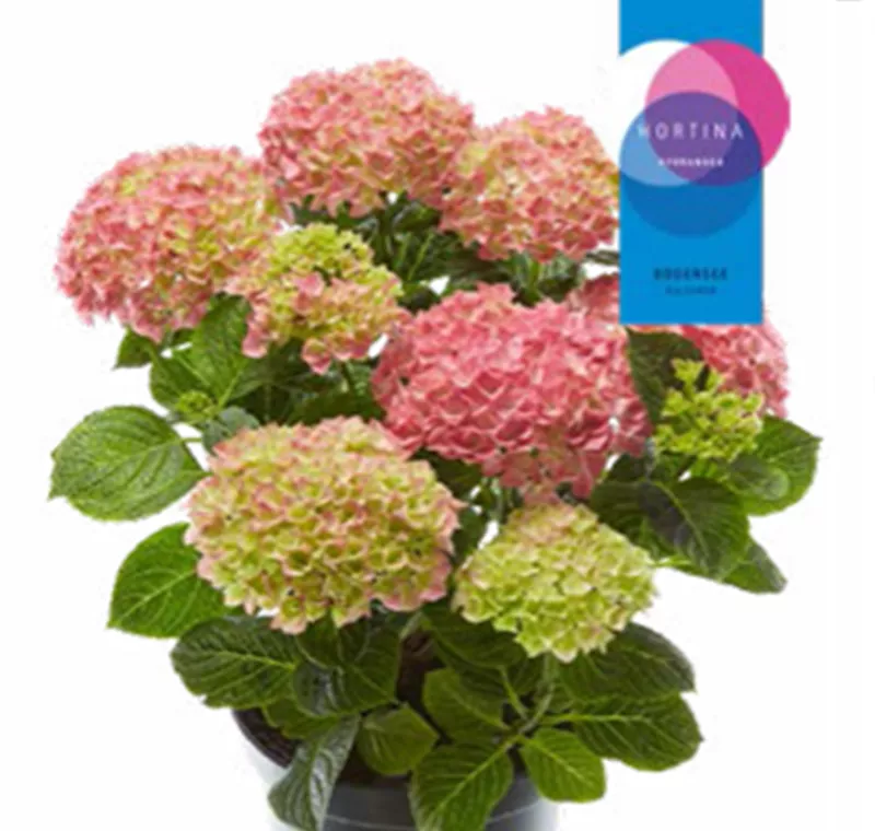 Ball-Hortensie XXL - 29,90 €