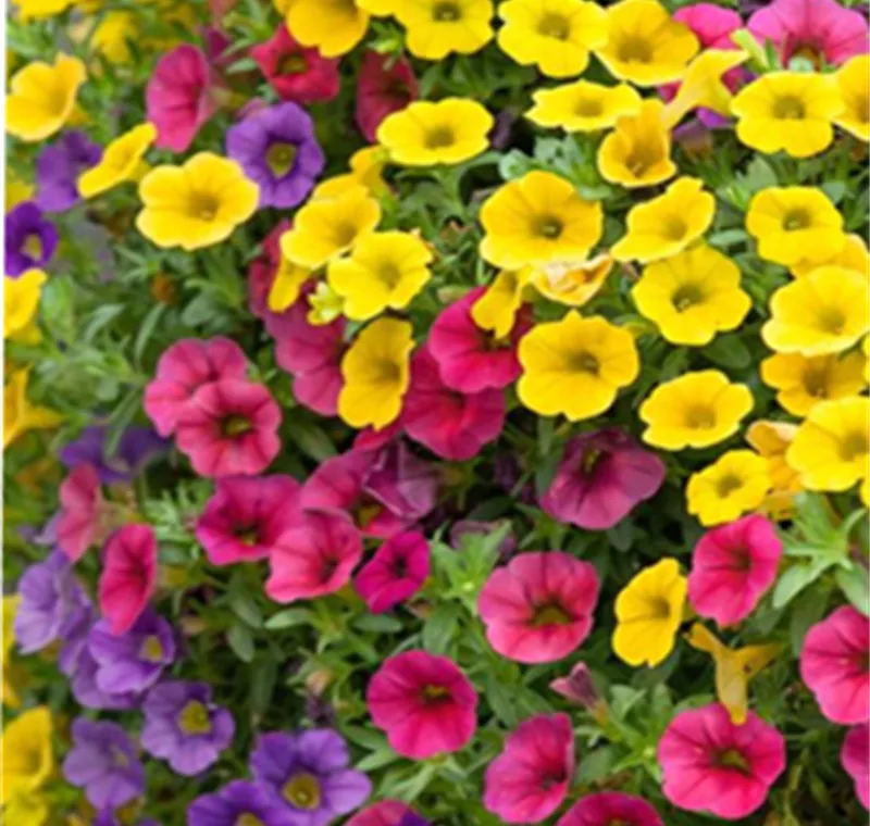 Zauberglöckchen -Trio - 2,99 €