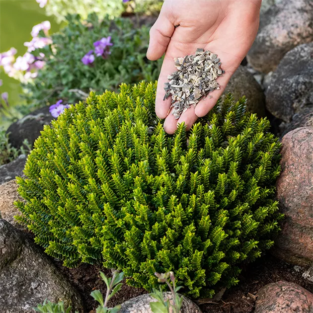 aloe aristata zimmerpflanze Tipps zur Pflege deiner Pflanze : Calathea orbifolia  PflanzenFuerAlle