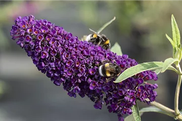 Duftende Schönheiten für einen lebendigen Garten