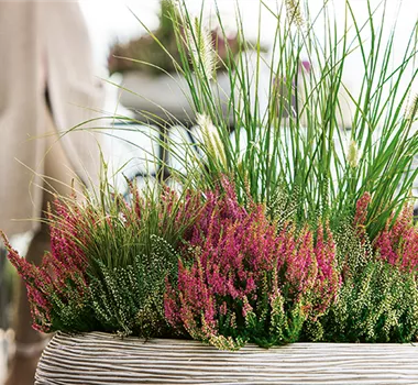 Gräser als Terrassenschmuck Gräser als Terrassenschmuck