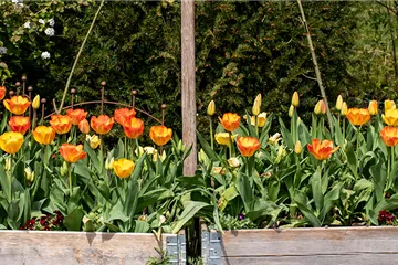 Den Frühlingszauber pflanzen