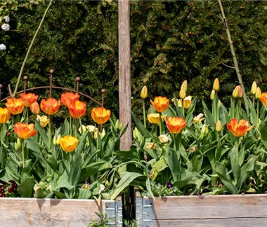 Den Frühlingszauber pflanzen