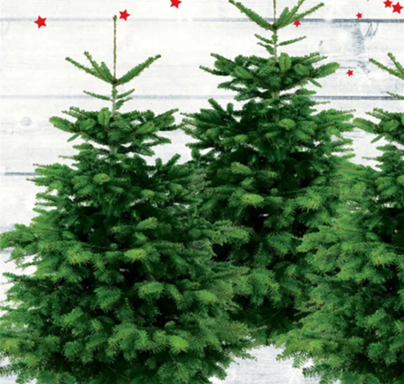 Nordmanntanne - 27,90 €