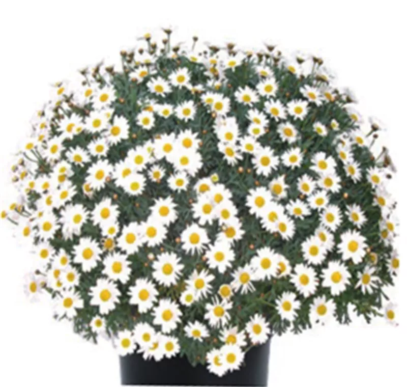 Margeritenbusch - 6,99 €