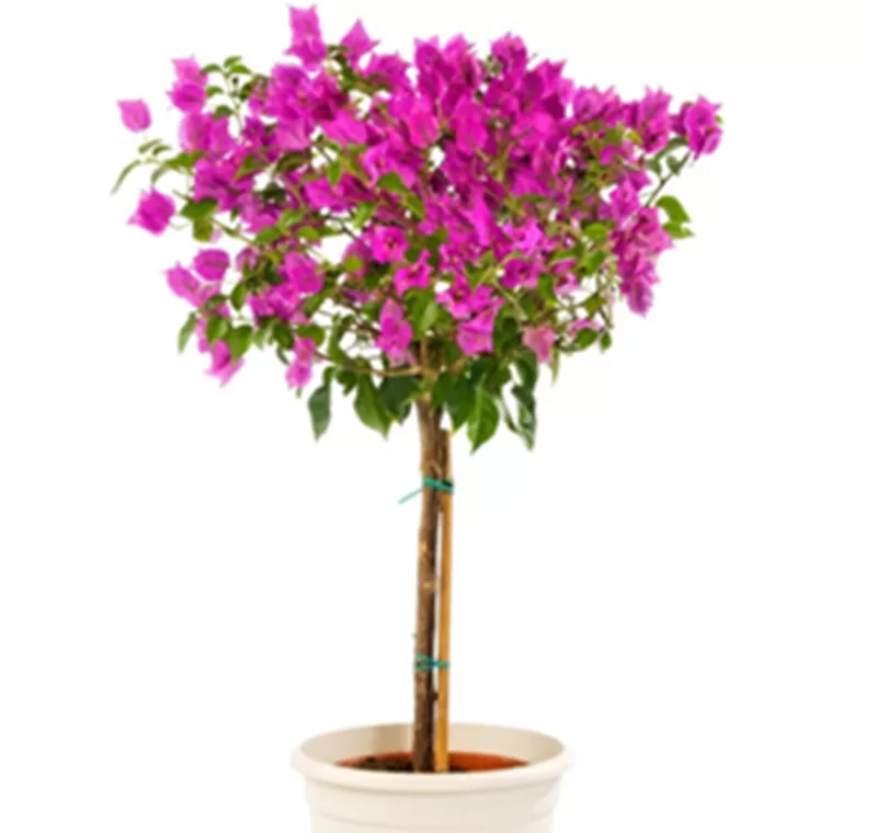 Bougainvillea-Stämmchen - 16,99 €