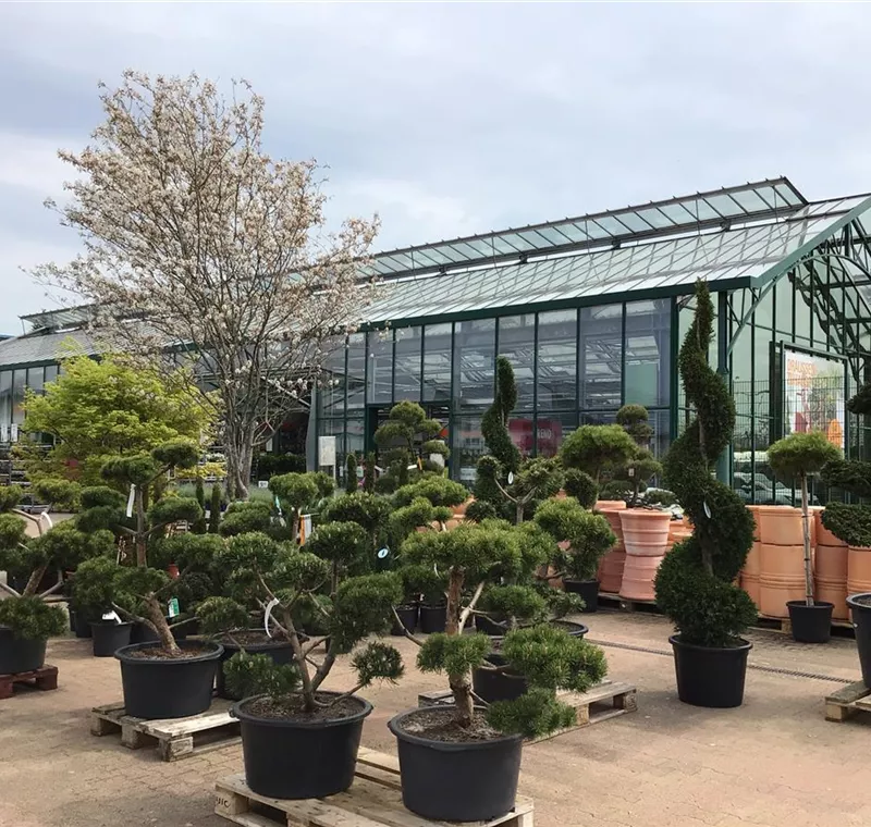 Bäume, Sträucher & Hecken