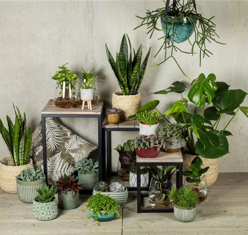 Grünpflanzen & Exoten