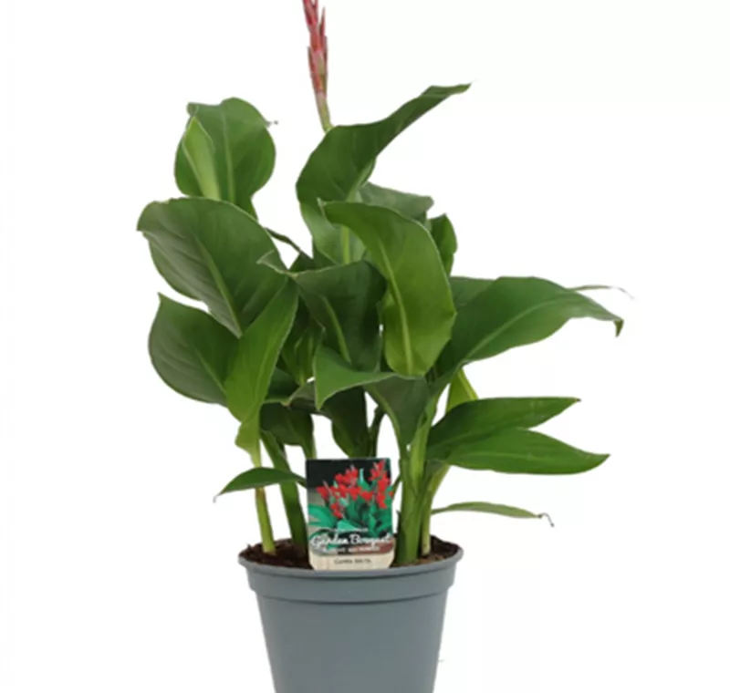 Indisches Blumenrohr - 11,99 €