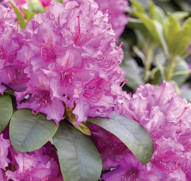 Rhododendron
