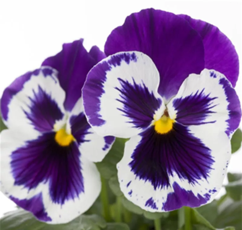 Stiefmütterchen - 0,69 €