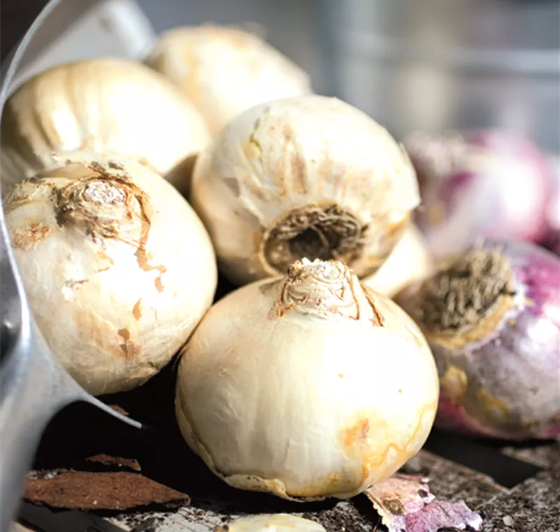 Blumenzwiebel & Knollen