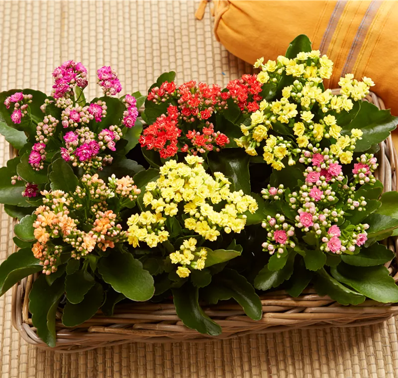 Blühende Zimmerpflanzen