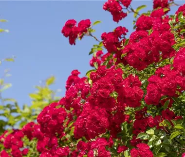 Die richtige Rosenpflege - Tipps & Tricks