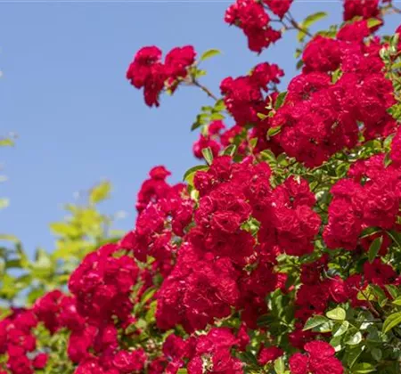 Die richtige Rosenpflege - Tipps & Tricks