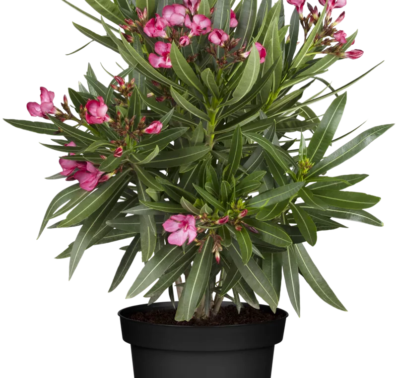 Oleanderbusch - 19,99 €
