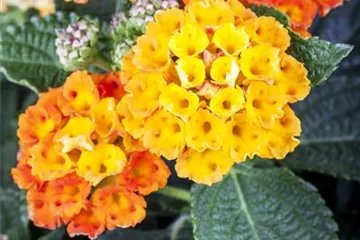 Duftende Blickfänger – Das Wandelröschen