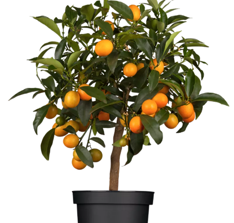 Zitrus-Stämmchen - 29,90 €