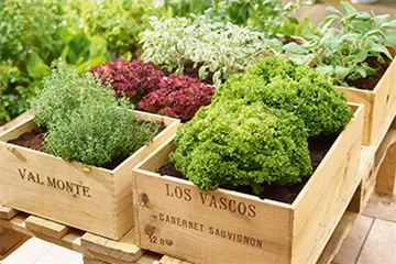 Gemüse-, Kräuter- und Obstgarten im August