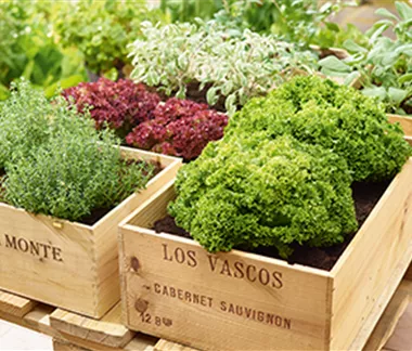 Gemüse-, Kräuter- und Obstgarten im August