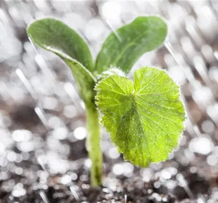 Hochbeet Anlegen - Tipps & Tricks