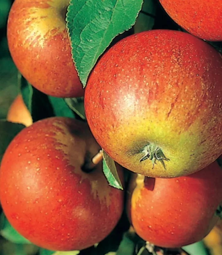 Apfel-1.png