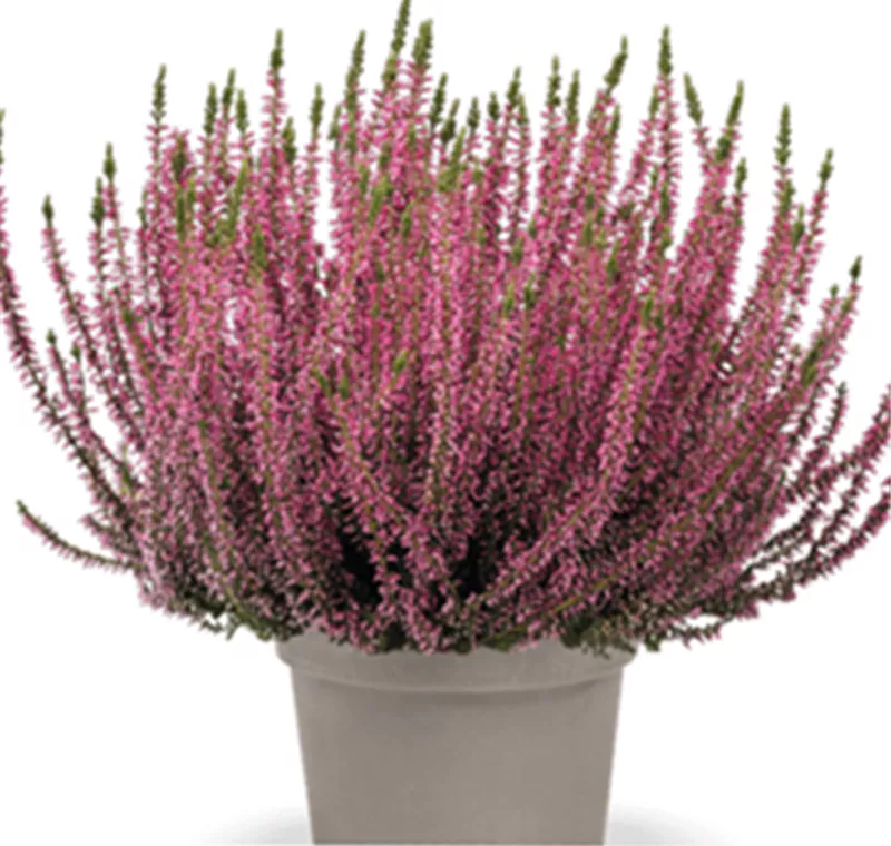 Herbstheide 'Garden Girls' - 1,99 €